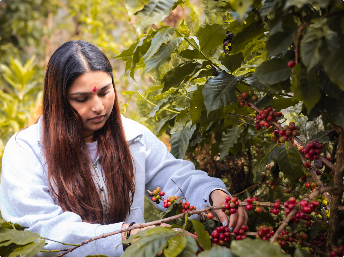 Nepal had the coffee. It needed a place on the world's table.