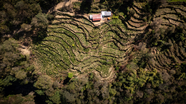 Terrace-Grown Himalayan Character