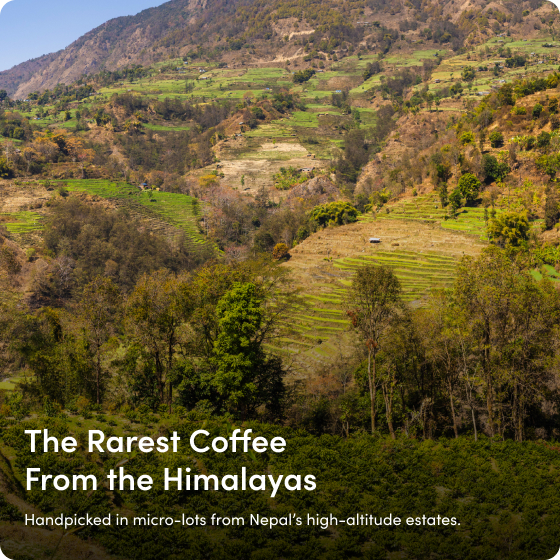 HCC Green beans - rarest coffee